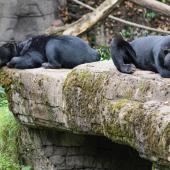 BurgersZoo_039