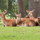 BurgersZoo_043