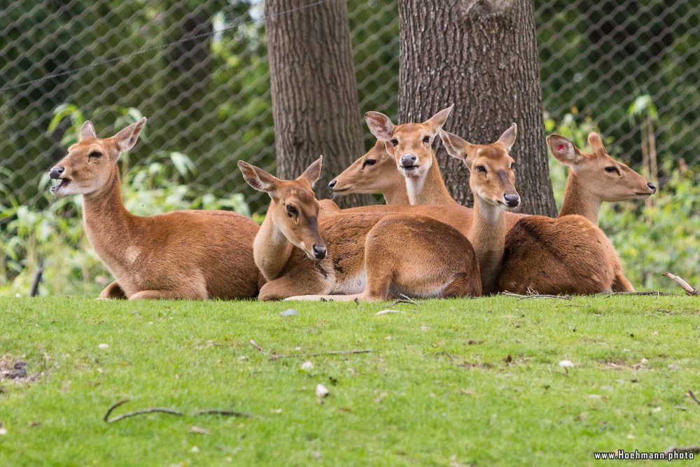 BurgersZoo_044