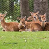 BurgersZoo_044