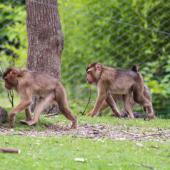 BurgersZoo_046