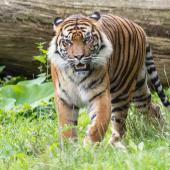 BurgersZoo_051