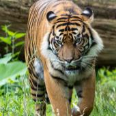 BurgersZoo_052