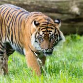 BurgersZoo_053