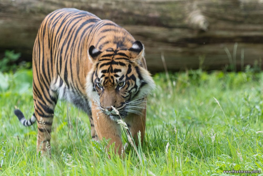 BurgersZoo_054