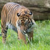 BurgersZoo_054