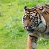 BurgersZoo_056