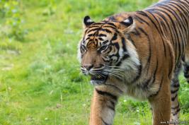 Burgers Zoo 27.07.2017