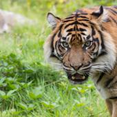 BurgersZoo_057