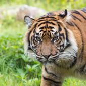 BurgersZoo_058