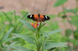 Burgers Zoo 27.07.2017