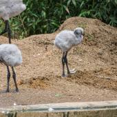 BurgersZoo_067