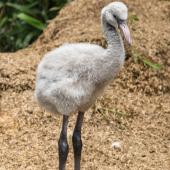 BurgersZoo_068