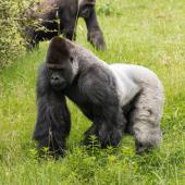 BurgersZoo_081