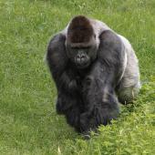 BurgersZoo_085