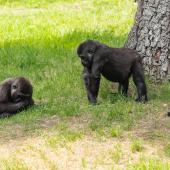 BurgersZoo_095