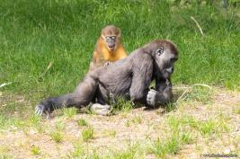 Burgers Zoo 27.07.2017