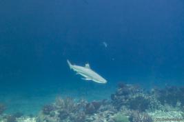 Burgers Zoo 27.07.2017