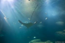 Burgers Zoo 27.07.2017