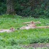 BurgersZoo_134