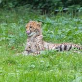 BurgersZoo_135