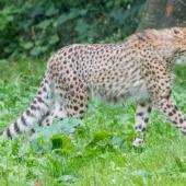 BurgersZoo_138