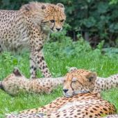 BurgersZoo_139