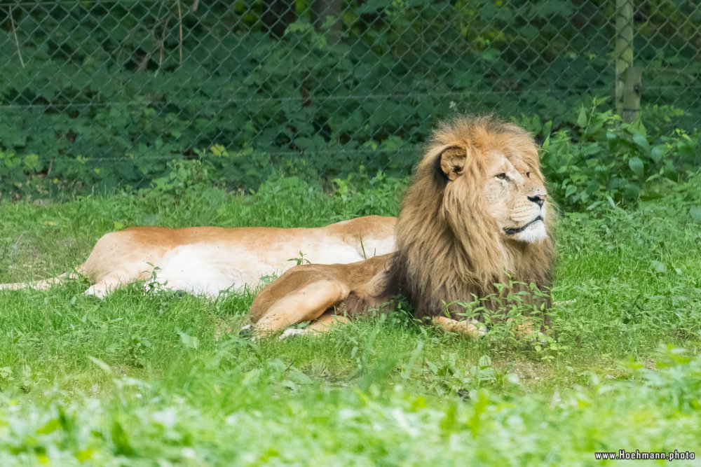 BurgersZoo_145