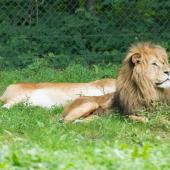 BurgersZoo_145