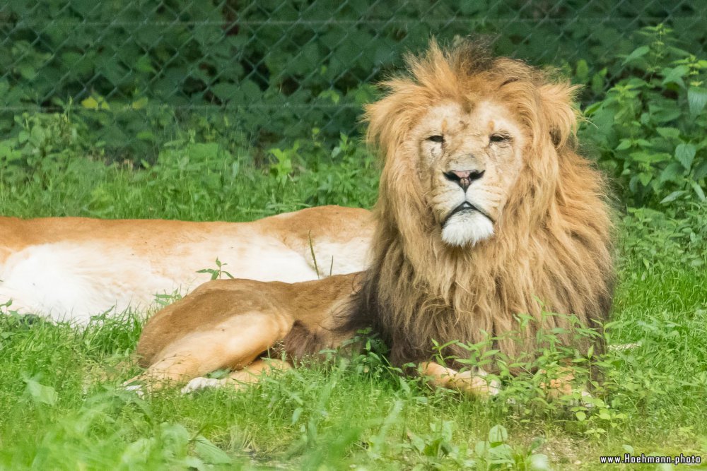 BurgersZoo_147