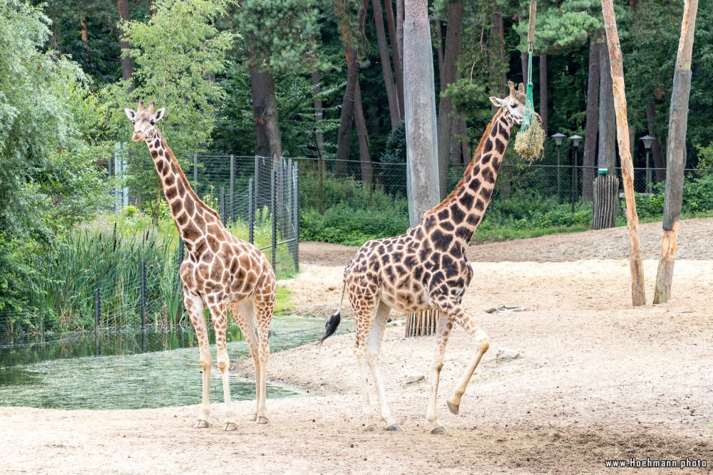 BurgersZoo_151