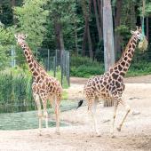 BurgersZoo_151