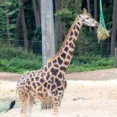 BurgersZoo_152