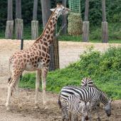 BurgersZoo_153