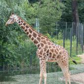 BurgersZoo_154