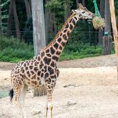 BurgersZoo_155