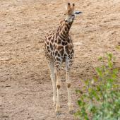 BurgersZoo_160