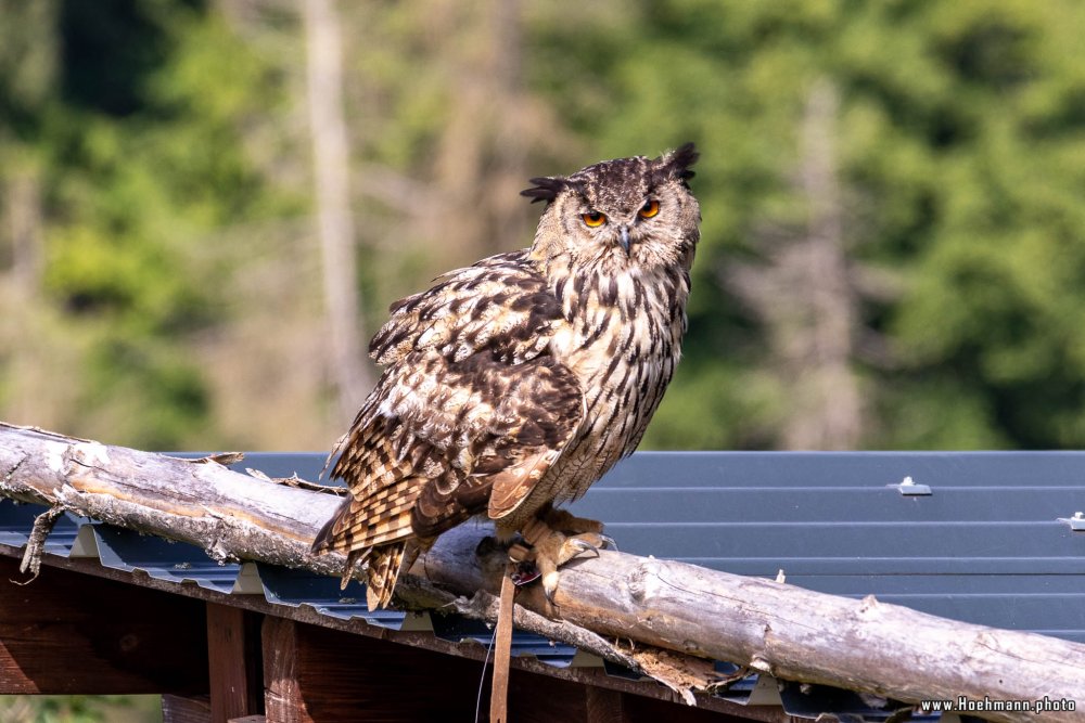 WildFreizeitpark_Klotten_005