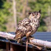 WildFreizeitpark_Klotten_005