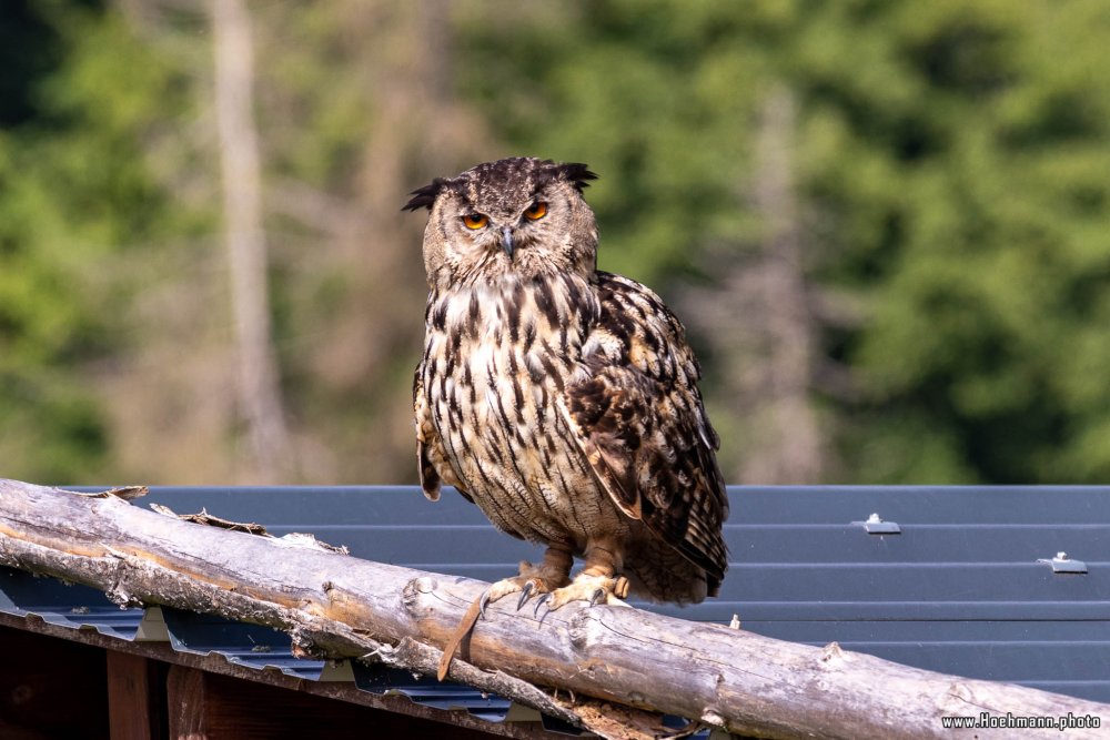WildFreizeitpark_Klotten_006