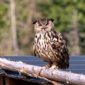 WildFreizeitpark_Klotten_006