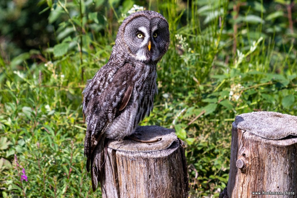 WildFreizeitpark_Klotten_013