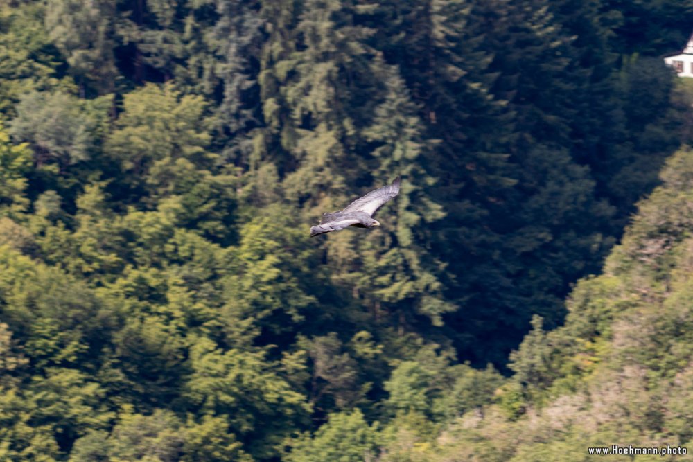 WildFreizeitpark_Klotten_017