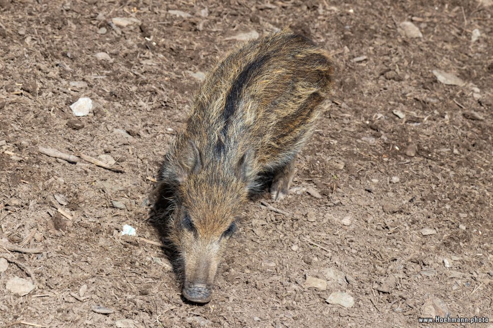 WildFreizeitpark_Klotten_022