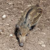 WildFreizeitpark_Klotten_022