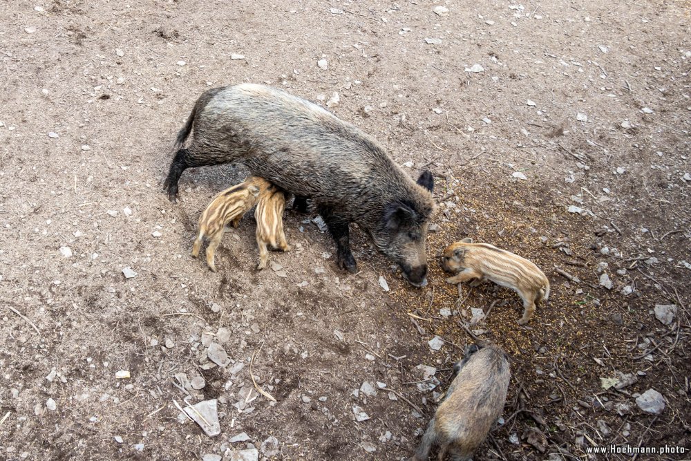 WildFreizeitpark_Klotten_024