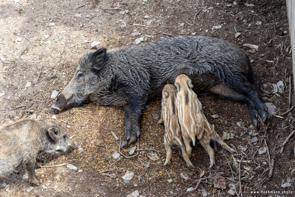 WildFreizeitpark_Klotten_025