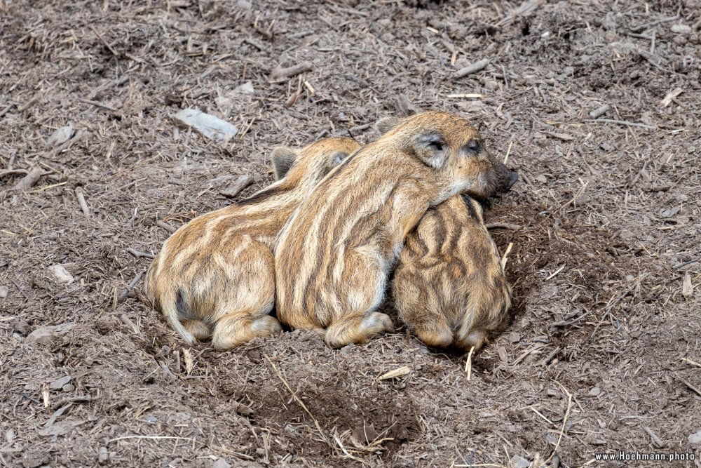 WildFreizeitpark_Klotten_026