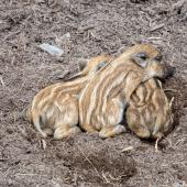 WildFreizeitpark_Klotten_026