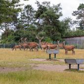 WildFreizeitpark_Klotten_027